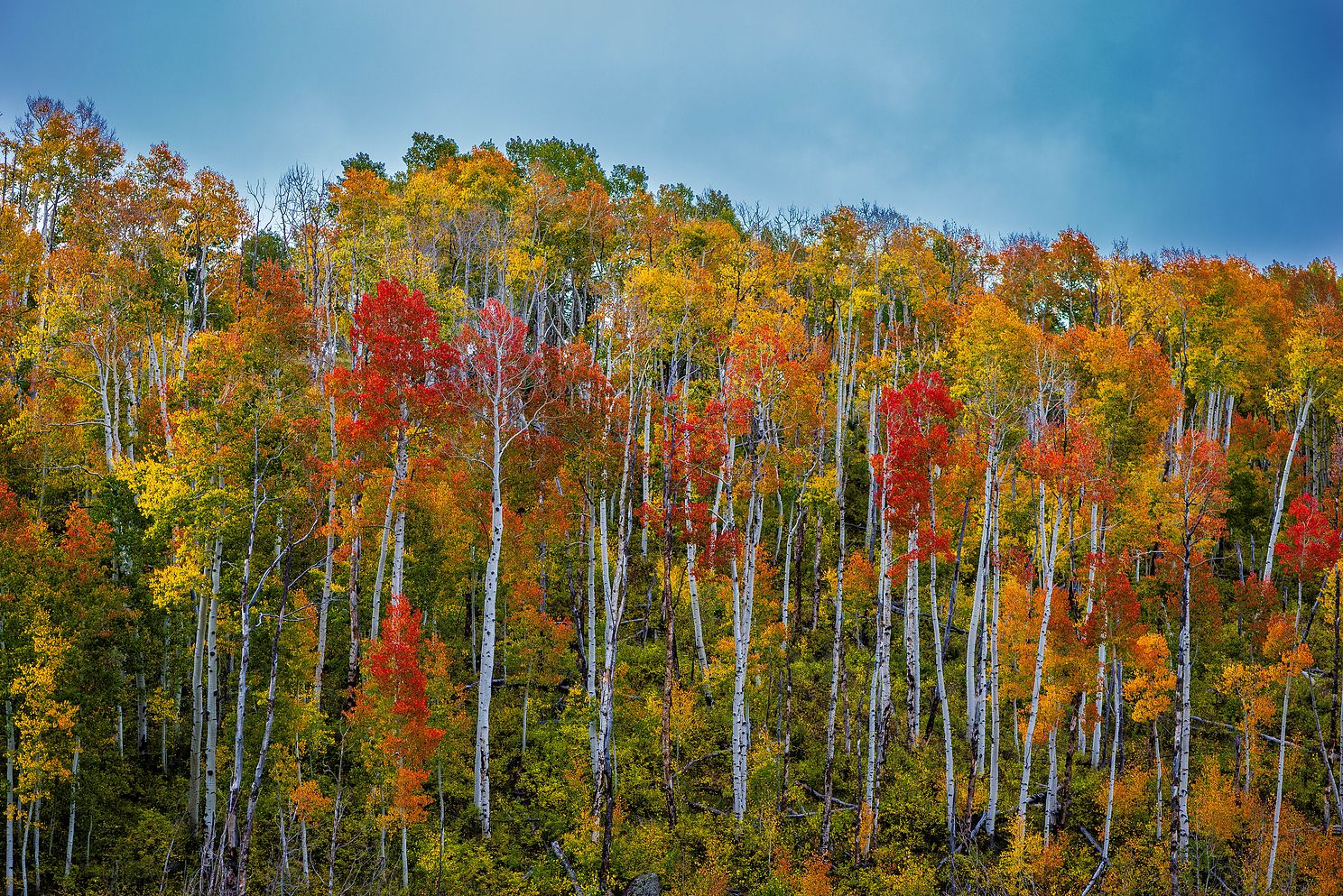 Last Dollar Road, Colorado