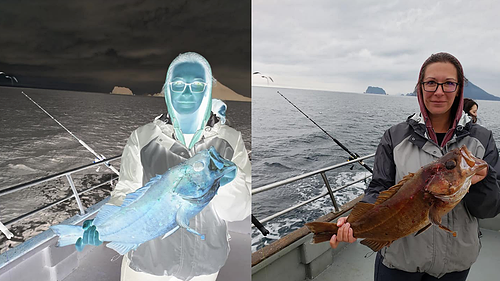 bustatraceygotafish_negtodev.png