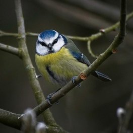 Blue Tit at Loch Spynie