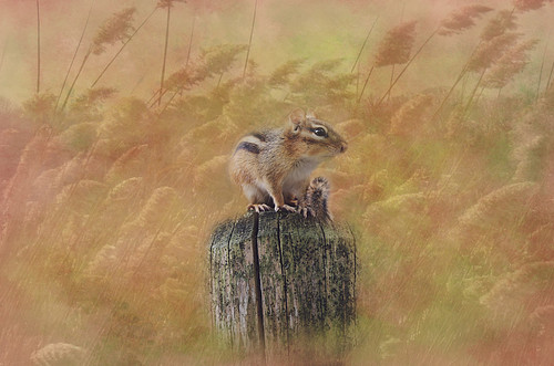 Chippy on a log