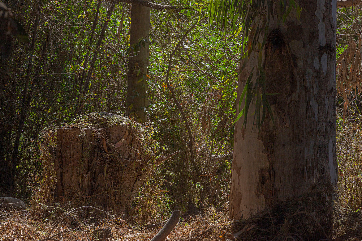 EUCALYPUS (45 of 17).jpg