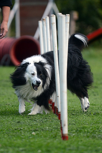 SW Dog Agility (41).jpg