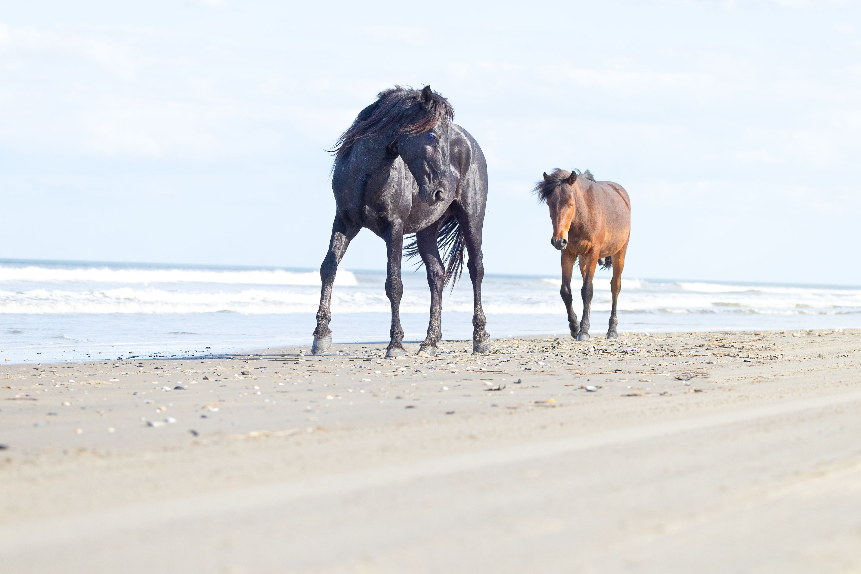 Wild Horses in Outer Banks North Carolina