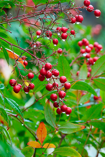 Rainy Berries.jpg