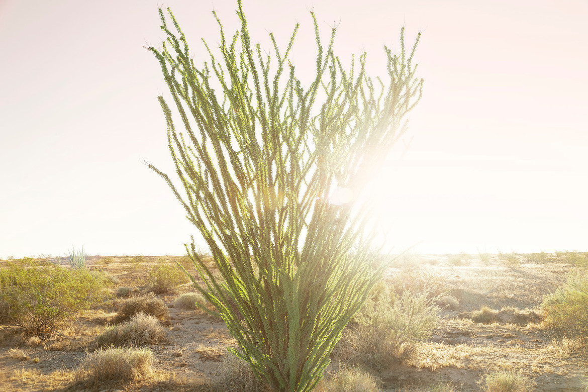 Bright sunlight lights up an Ocotillo Cactus.