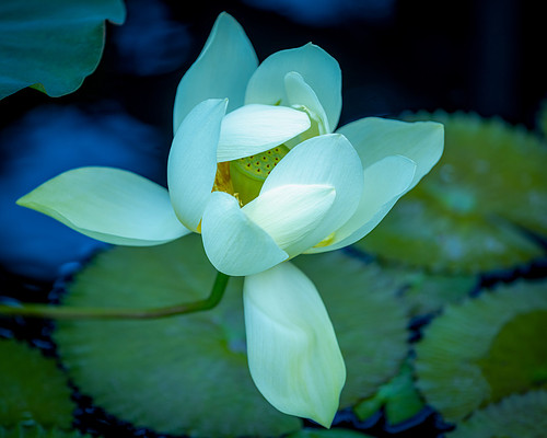 White Lotus