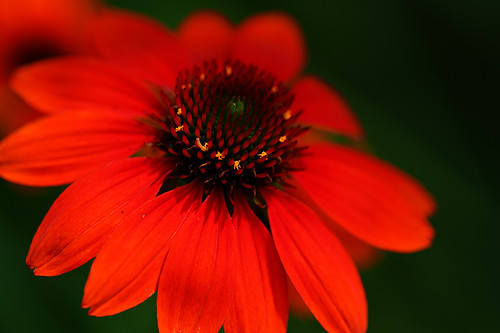 Flaming Coneflower