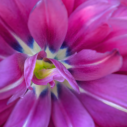 Pink Tulip