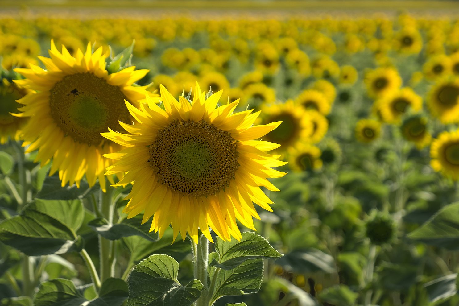 Field of sunflowers
