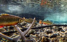 Brook trout swim upstream past a whitetail deer antler.
