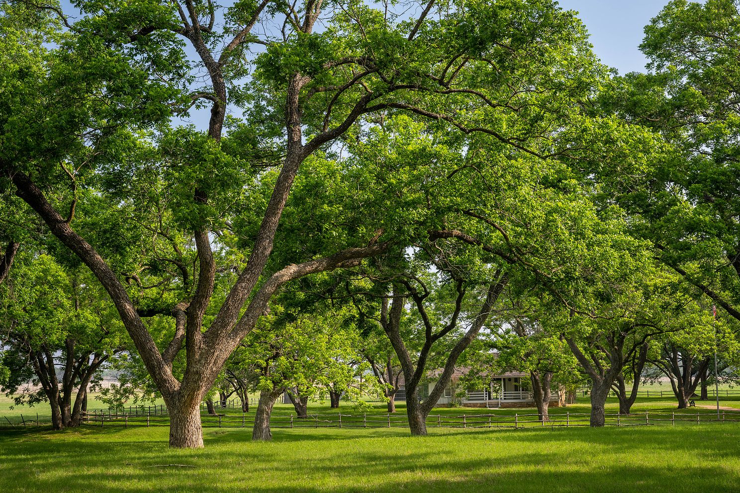 Stately Trees, Lyndon Johnson National Historical Park