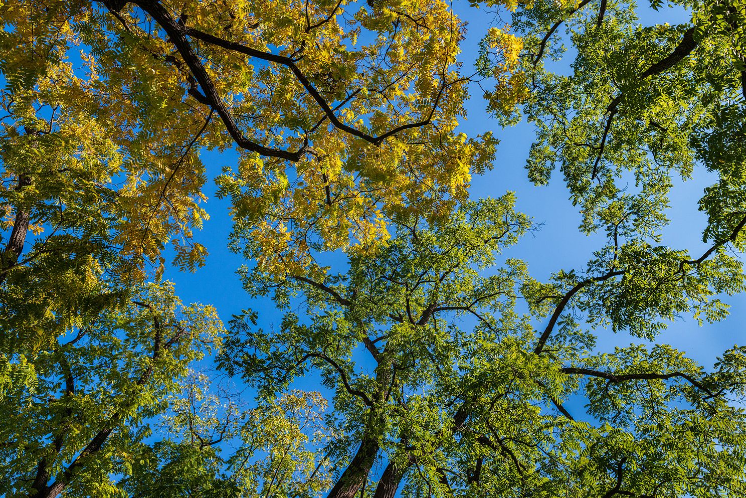Oaks in Fall Green and Yellow