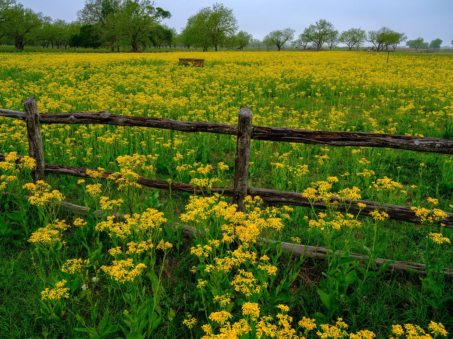 Fields of Yellow
