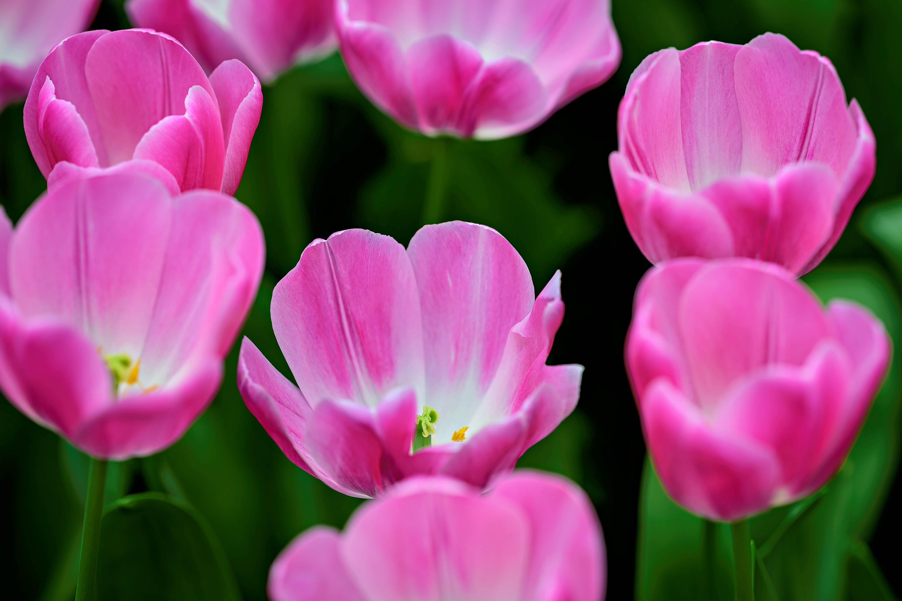 Pink Cups