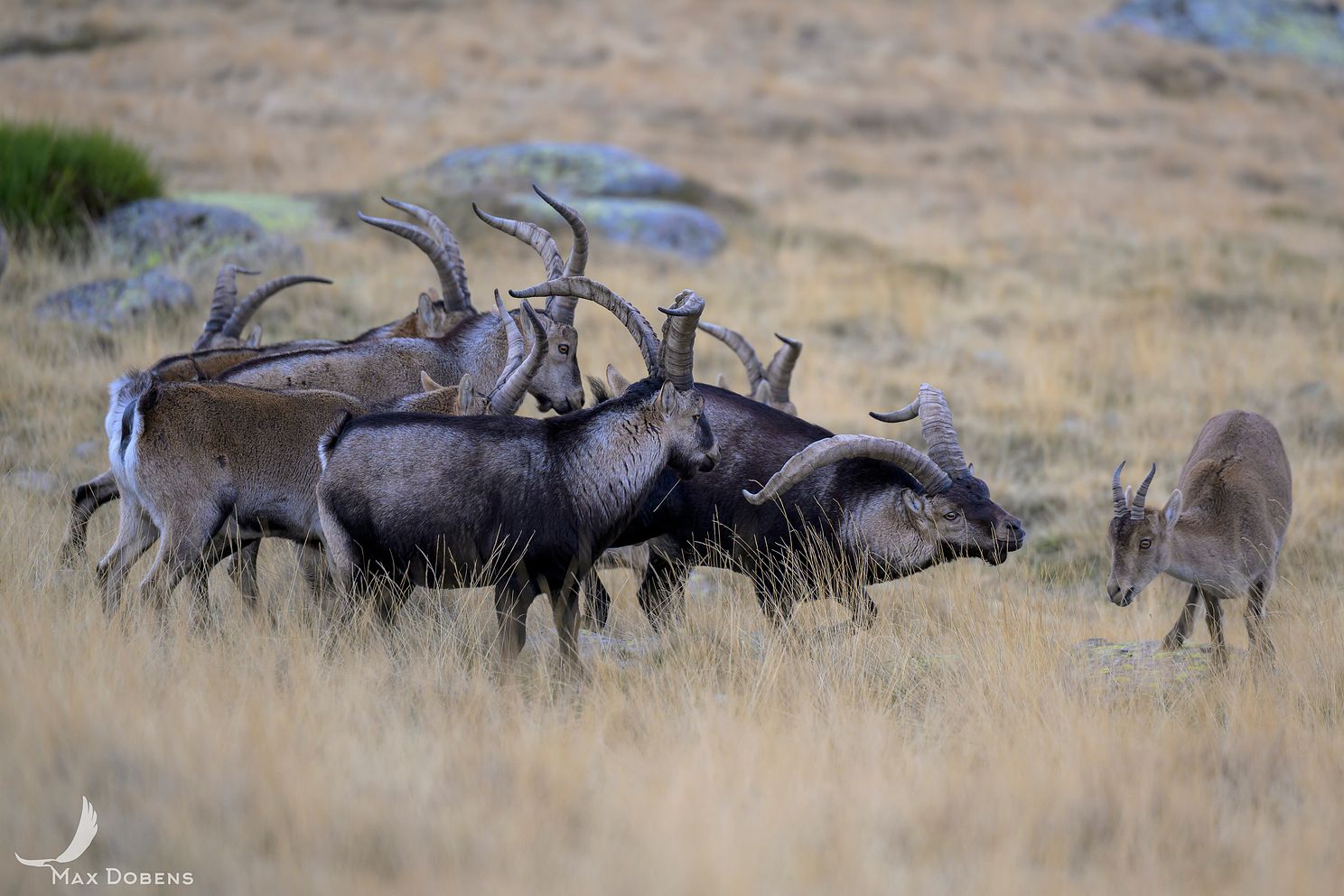 iberian-ibex-males.jpg