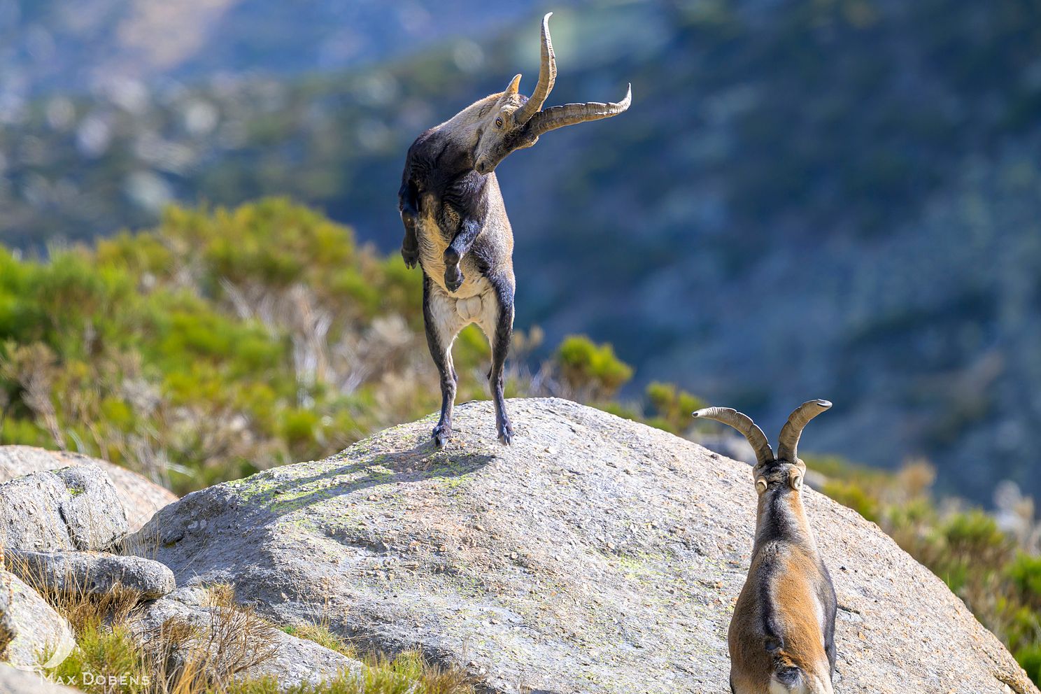iberian-ibex-rutting5.jpg