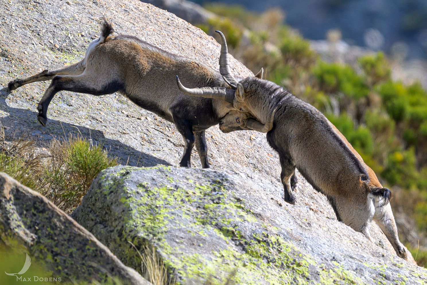 iberian-ibex-rutting4.jpg