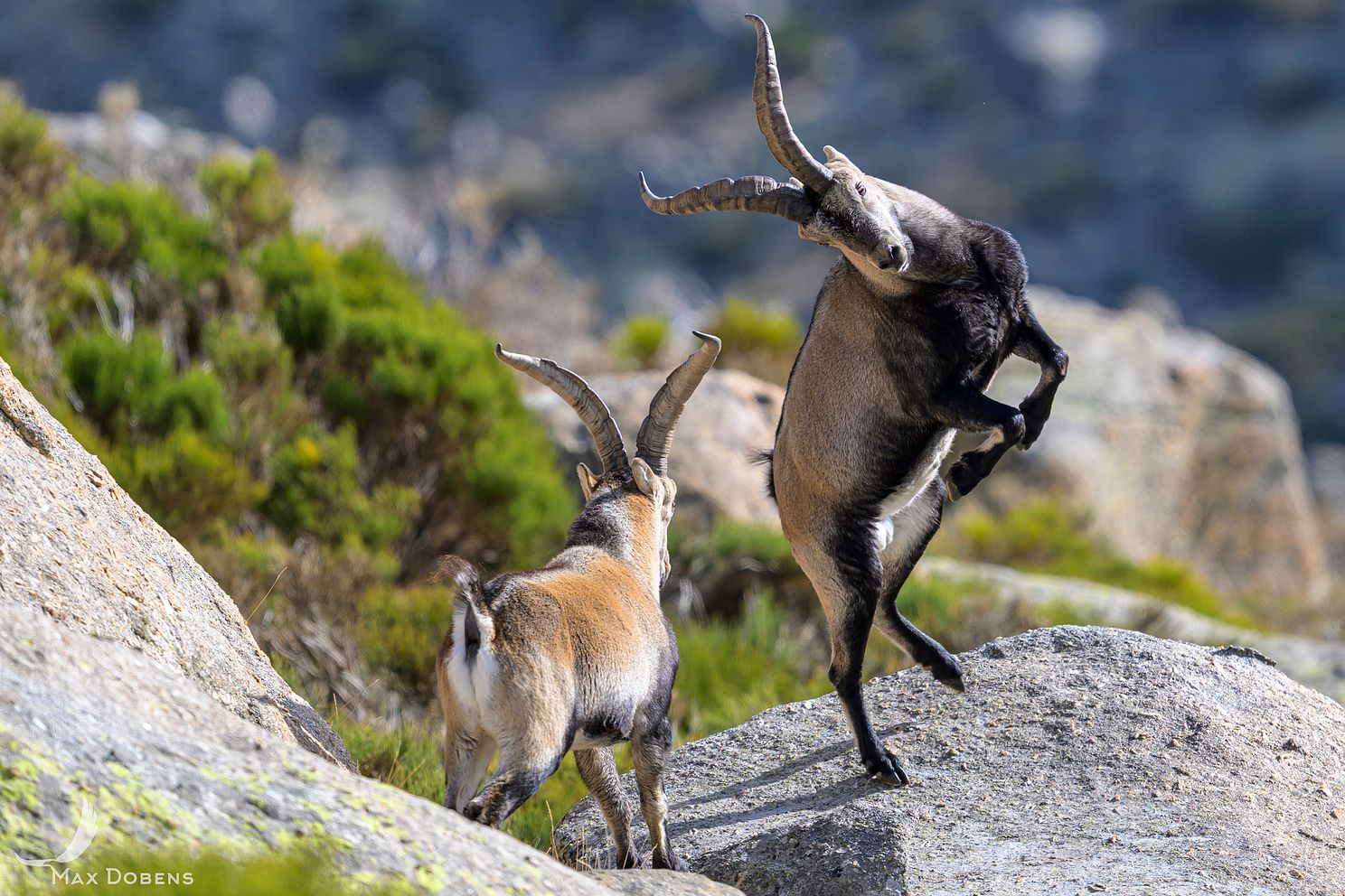 iberian-ibex-rutting2.jpg