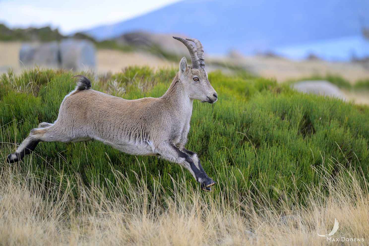 iberian-ibex-hopping.jpg