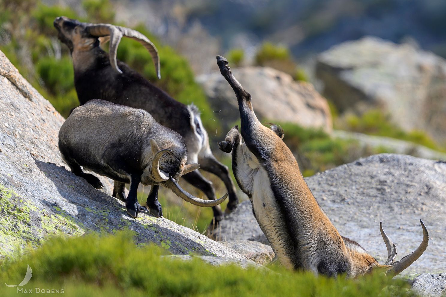 iberian-ibex-rutting6.jpg