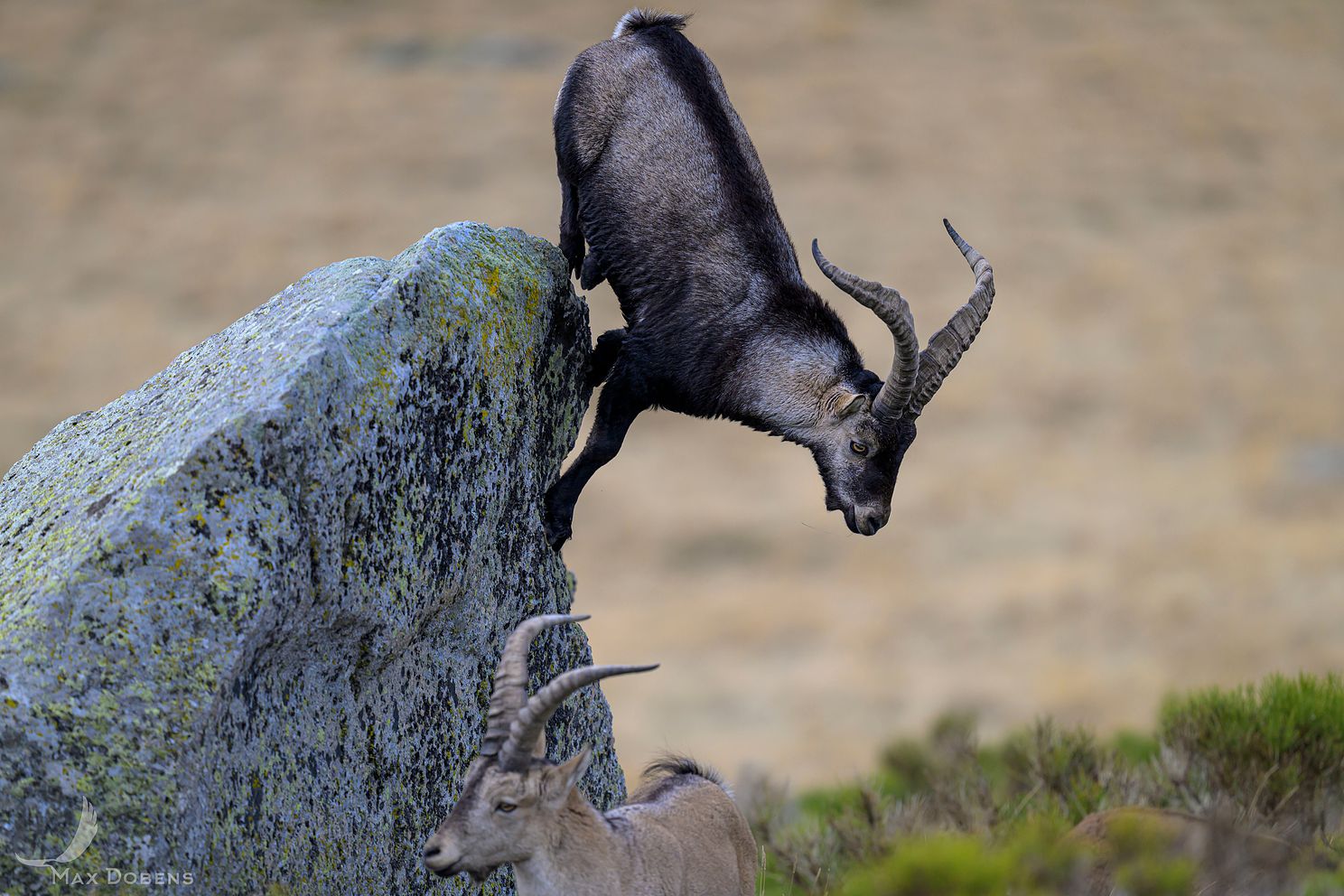 iberian-ibex-rock.jpg