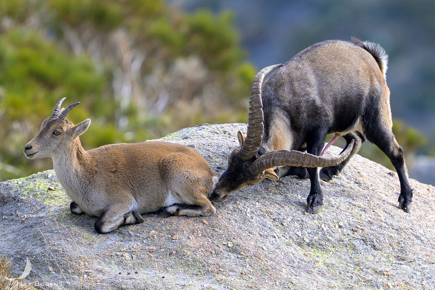 male-iberian-ibex-with-female.jpg