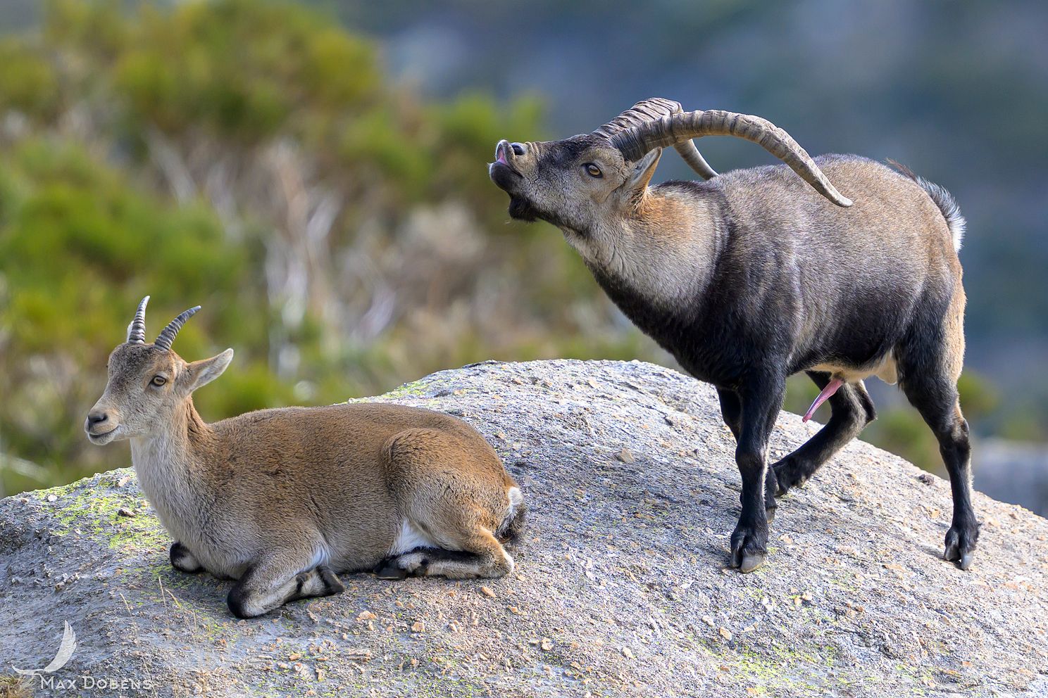 male-iberian-ibex-with-female2.jpg