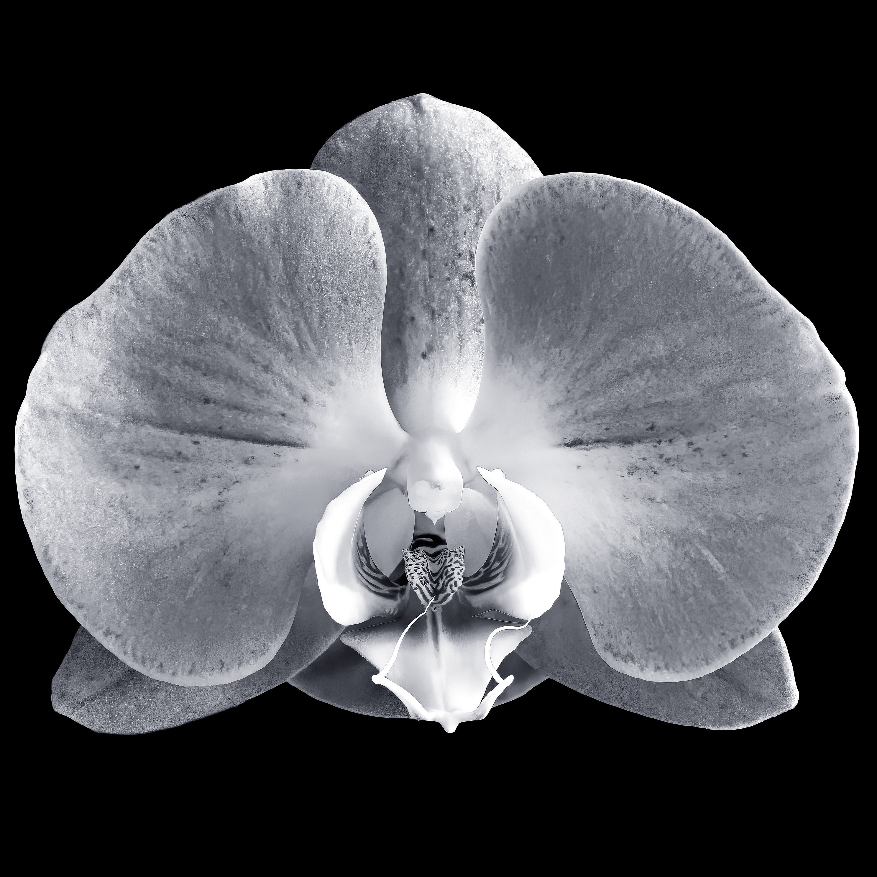 Phalaenopsis