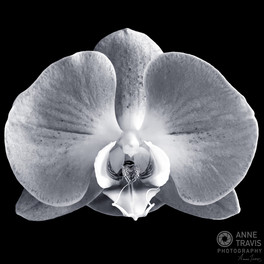 Phalaenopsis