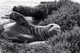 Bull Elephant Seal
