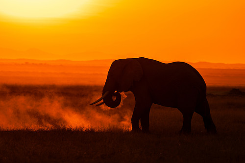 The Dust Bath