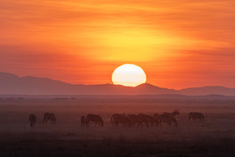Silhouettes at Sunrise