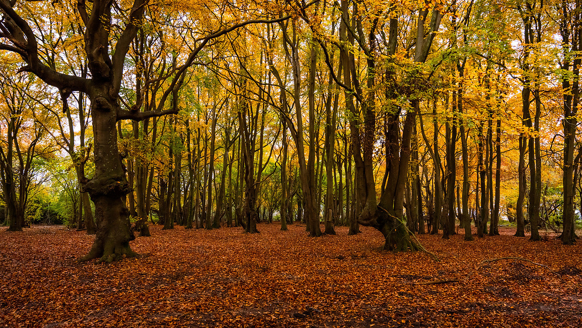 Autumn Forestjpg