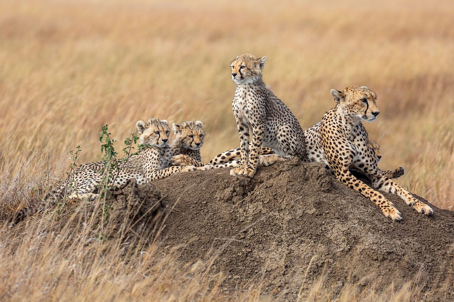 Cheetahfamilyjpg