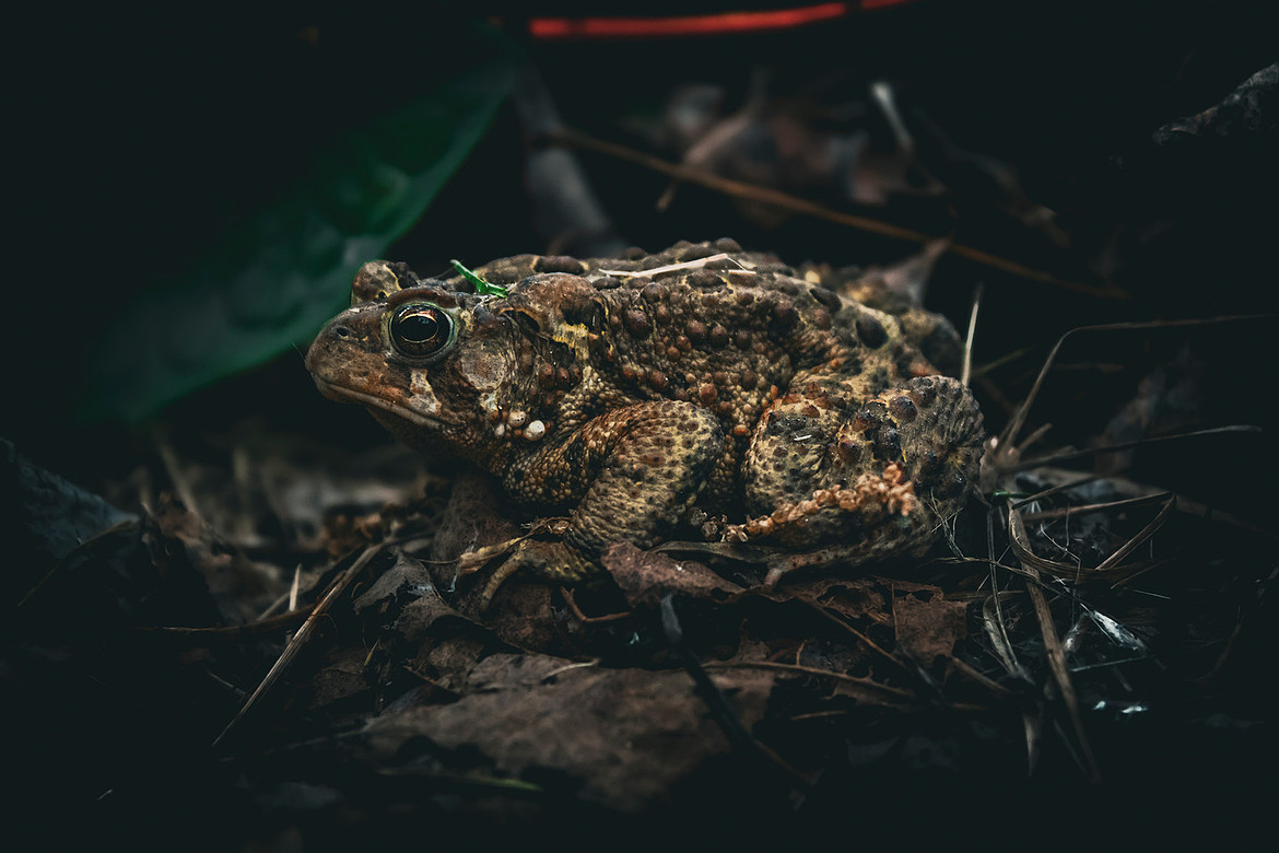 Eastern American Toad Close-Up - Noonan, NB