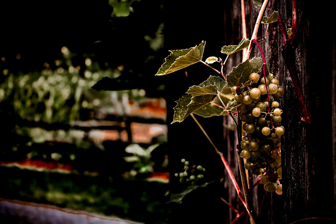 Grapes on Vines - New Brunswick Botanical Garden, NB