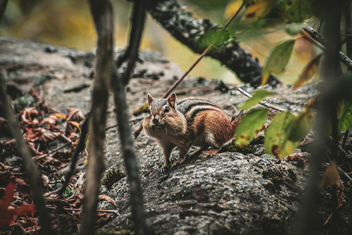 Eastern Chipmunk - Hyla Park Nature Preserve, NB