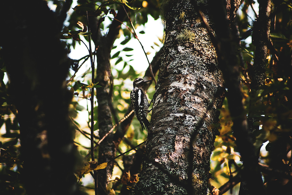 Yellow-bellied Sapsucker - Mactaquac Provincial Park, NB