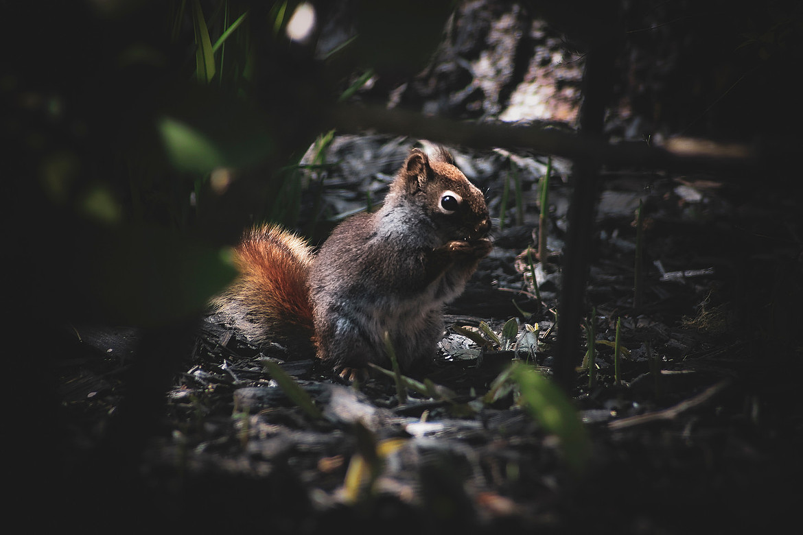 American Red Squirrel - Noonan, NB 2