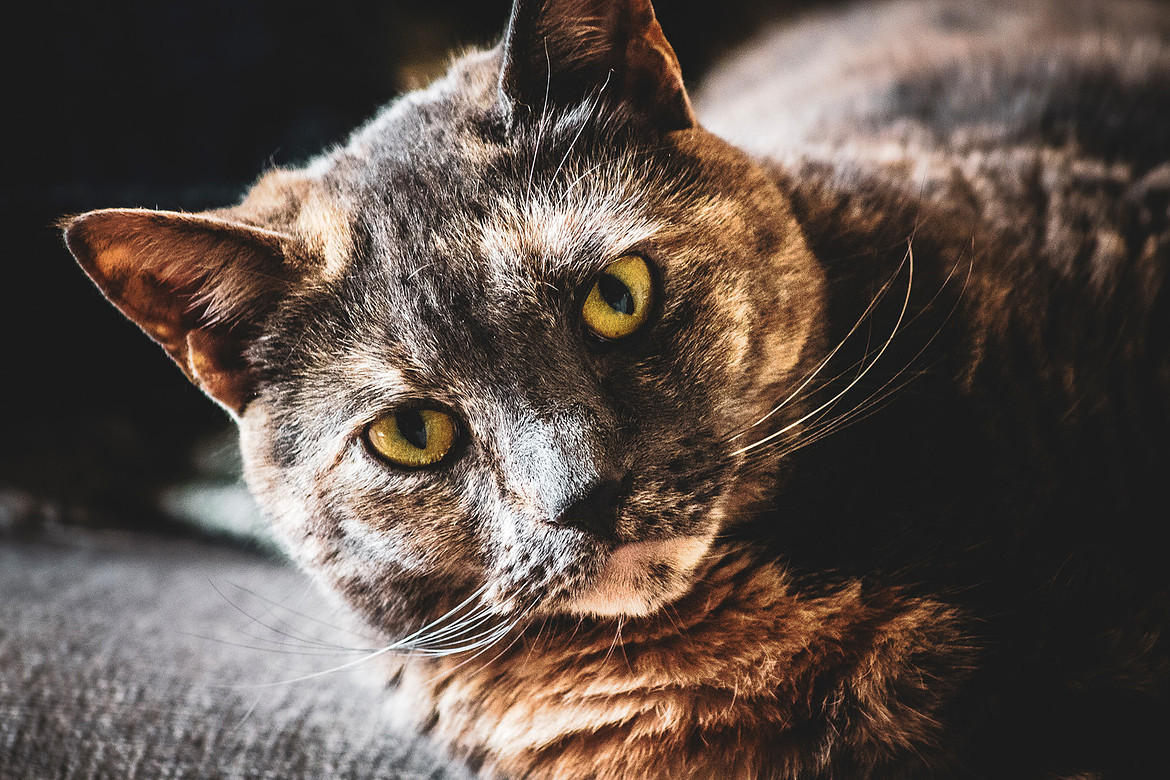 Tortoiseshell Cat - Noonan, NB