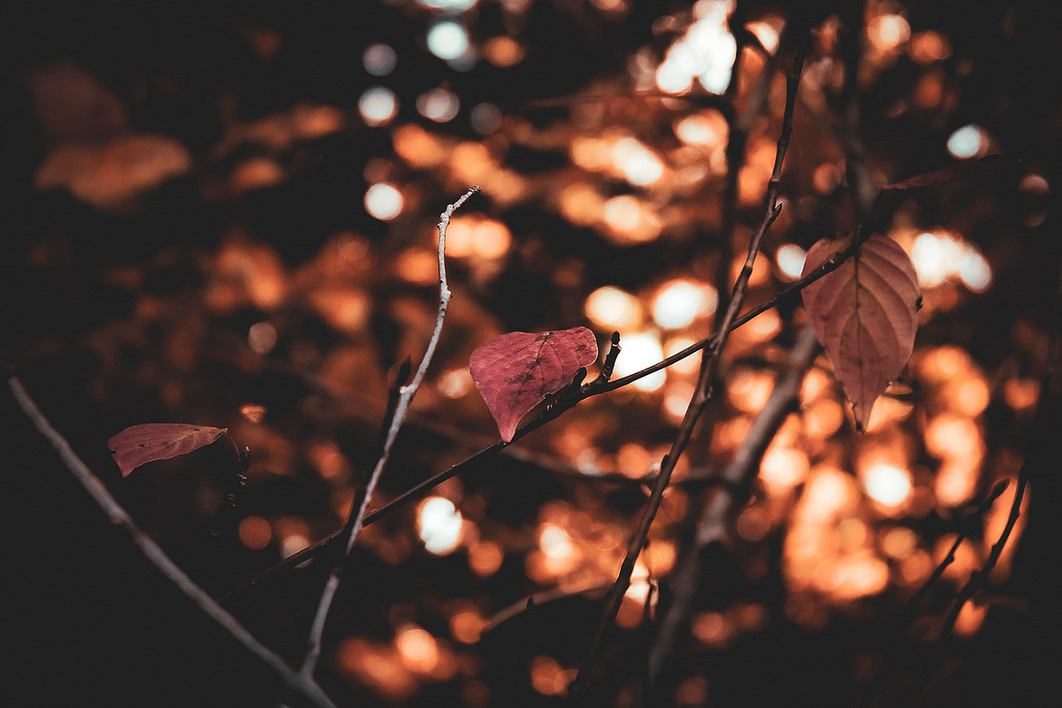 Fall Leaves - Noonan, NB