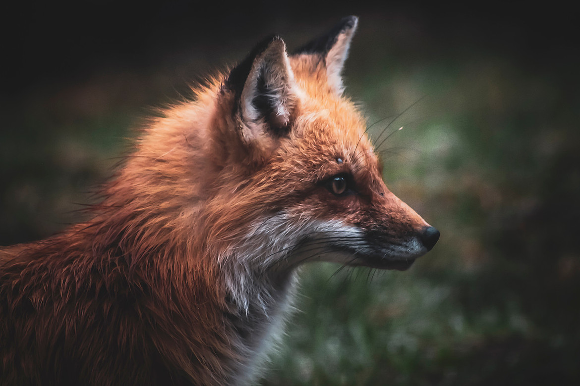 Red Fox - Noonan, NB 2