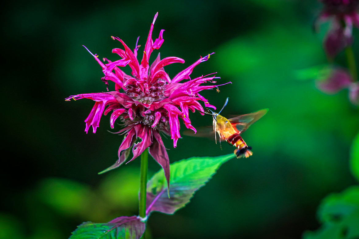 Hummingbird Clearwing Moth - Scarlet Beebalm - Noonan, NB 2