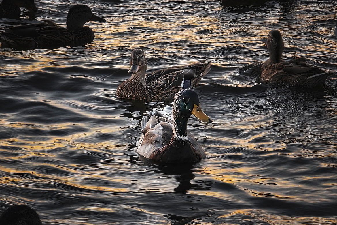 Mallard - Fredericton, NB