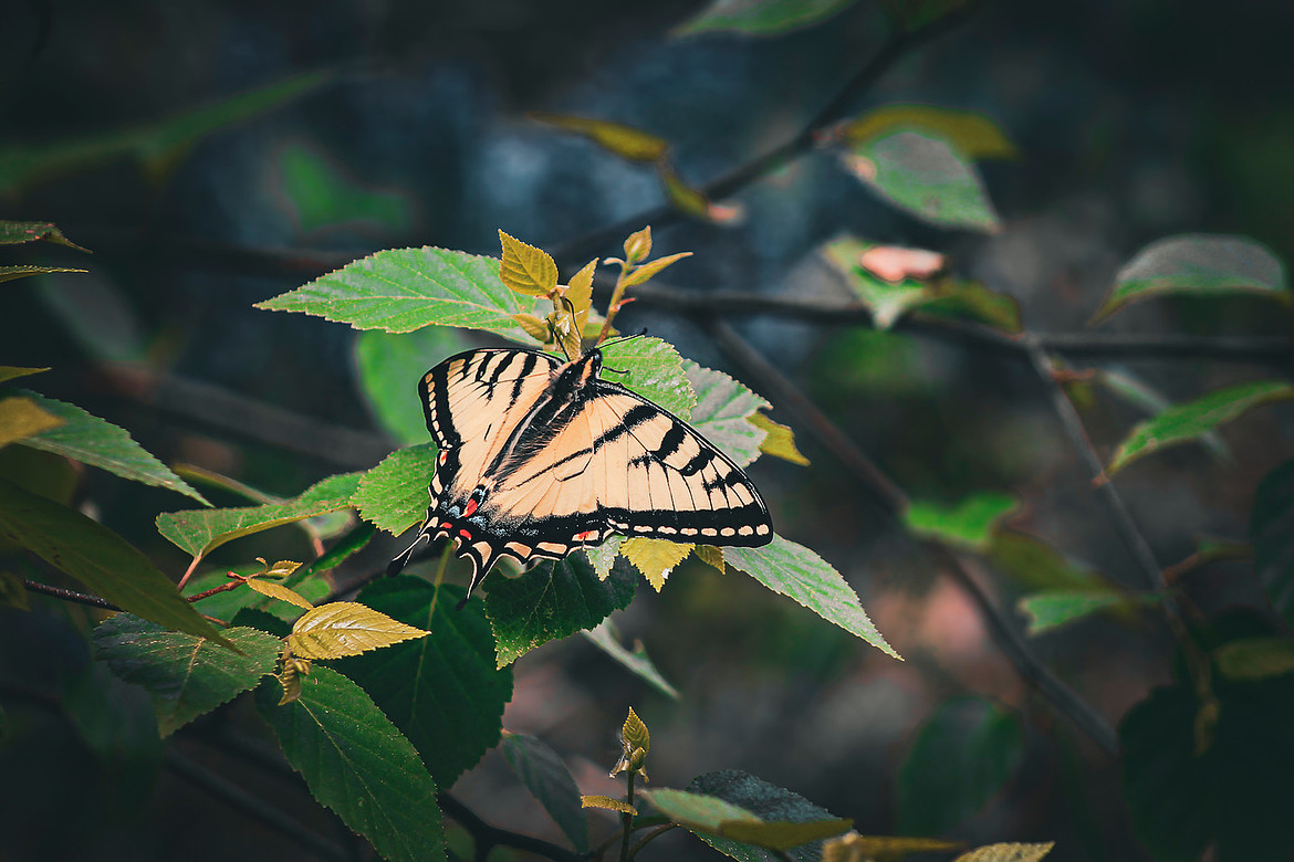 Eastern Tiger Swallow Tail - Noonan, NB