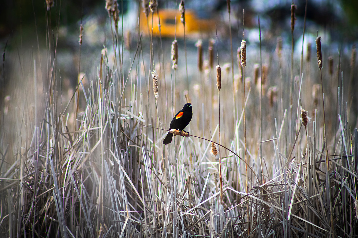 Red-winged Blackbird - Hyla Park Nature Preserve - Fredericton, NB 1
