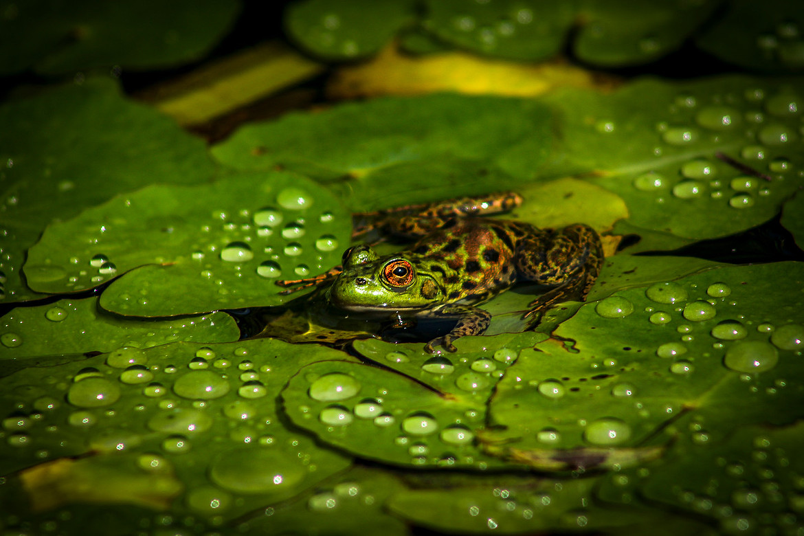 Mink Frog - New Brunswick Botanical Garden, NB 1