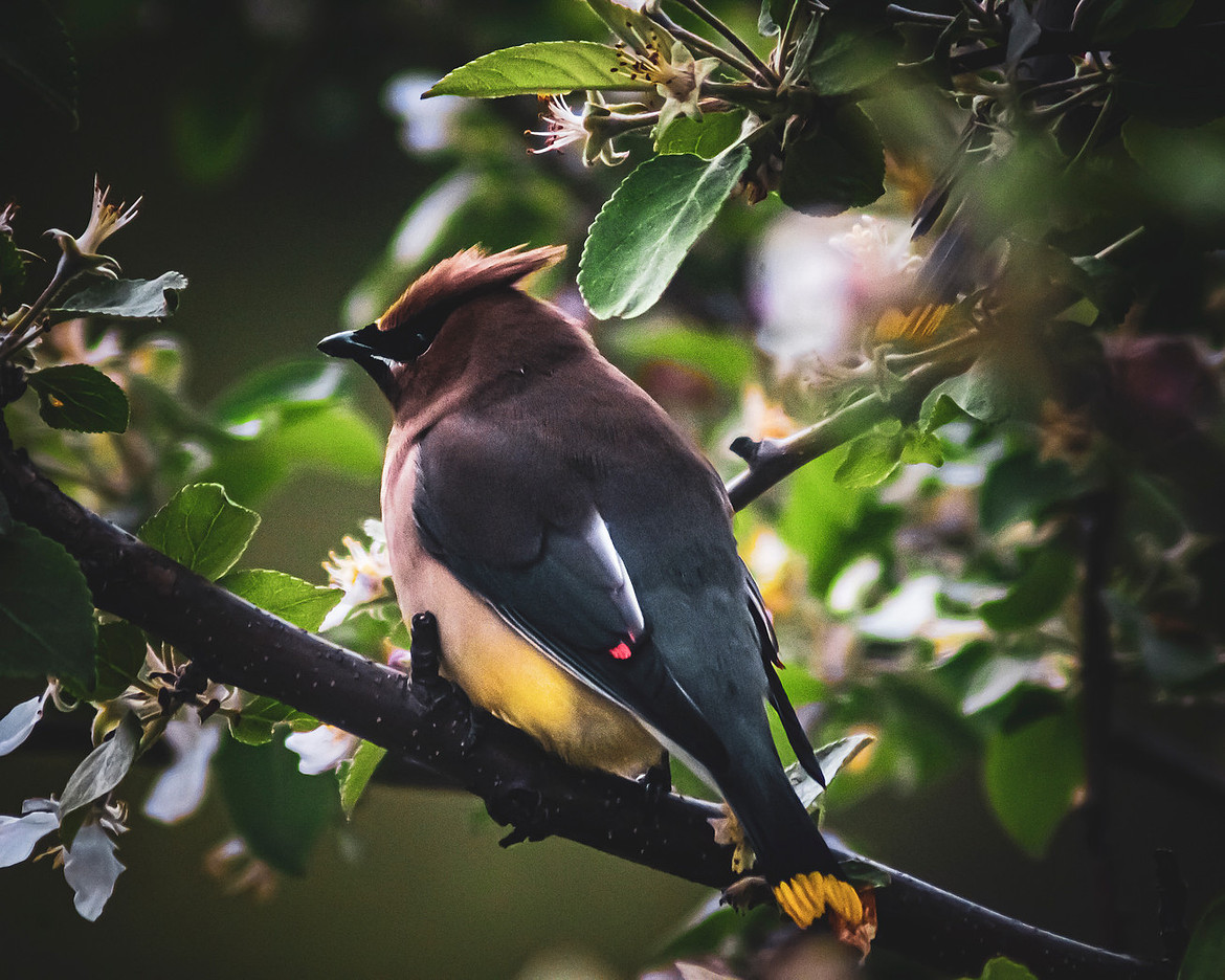 Cedar Waxwing - Noonan, NB