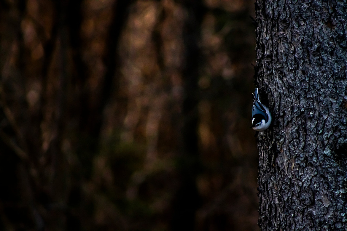 Nuthatch - Noonan, NB