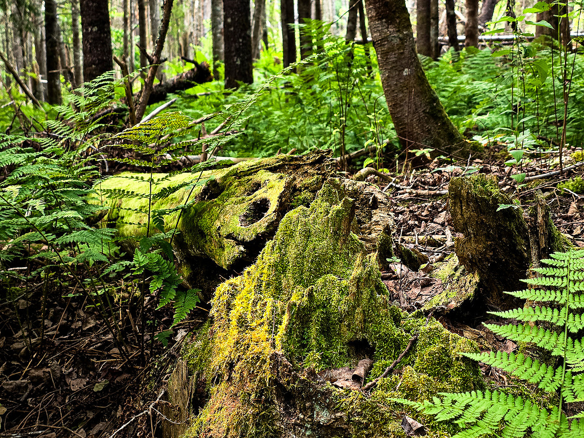 Seymour Woodlands Nature Preserve, NB